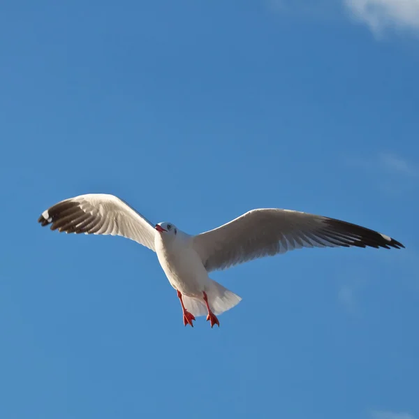 Seagull in blue sky background — Stock Photo, Image