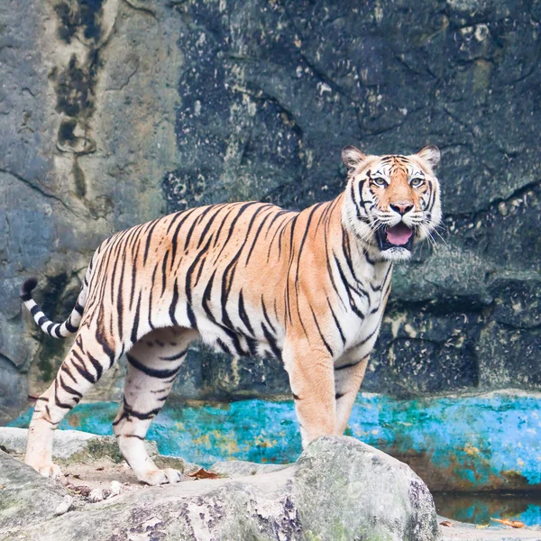 Sumatran tiger — Stock Photo, Image