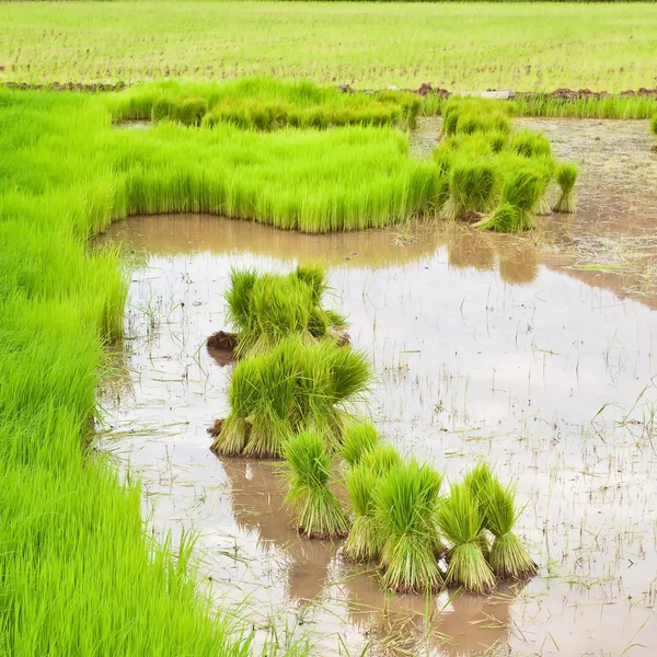 Risone in campo — Foto Stock