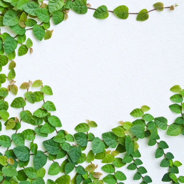 Arka plan için duvarda yeşil sarmaşık bitki. — Stok fotoğraf