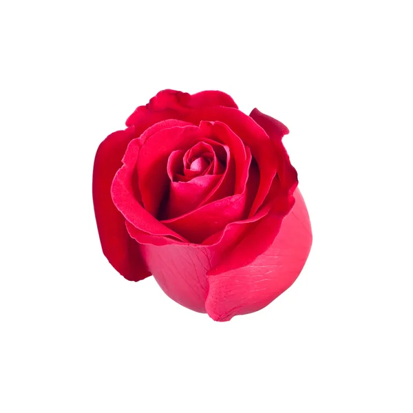 Schöne rote Rose isoliert auf weißem Hintergrund, mit Ausschnitt pa — Stockfoto