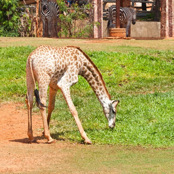 Giraffe eat grass — Stock Photo, Image