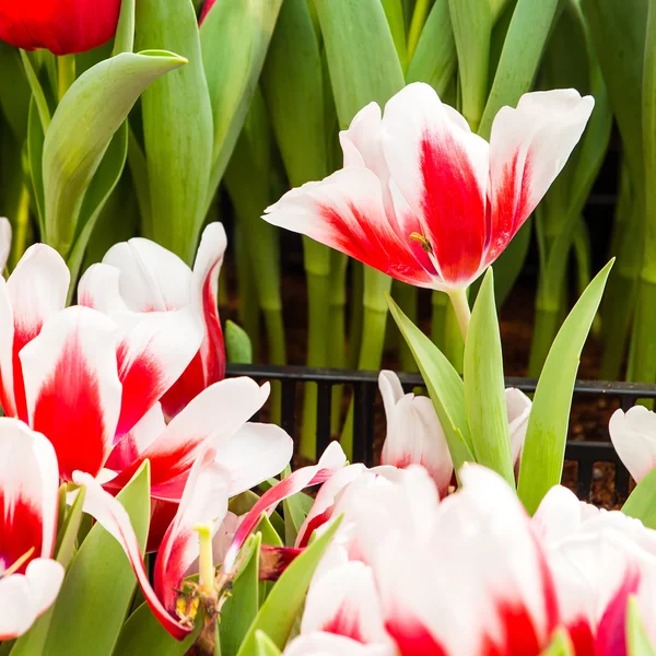 Colorful tulips — Stock Photo, Image