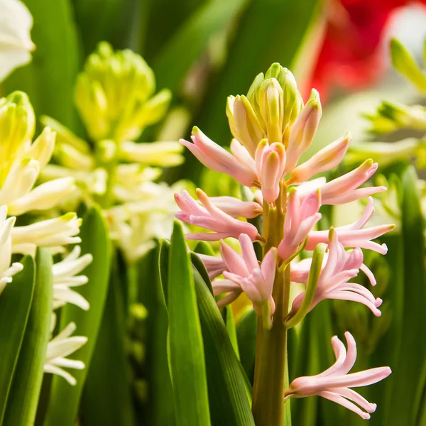 Kind of colorful tulip in farm — Stock Photo, Image