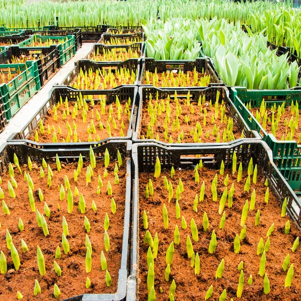 Piccoli impianti di tulipano in un giardino — Foto Stock