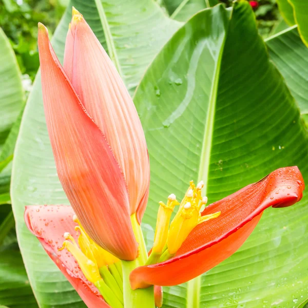 Red banana flower on tree — Stock Photo, Image