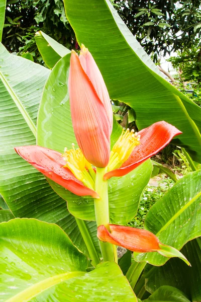 Red banana flower on tree — Stock Photo, Image