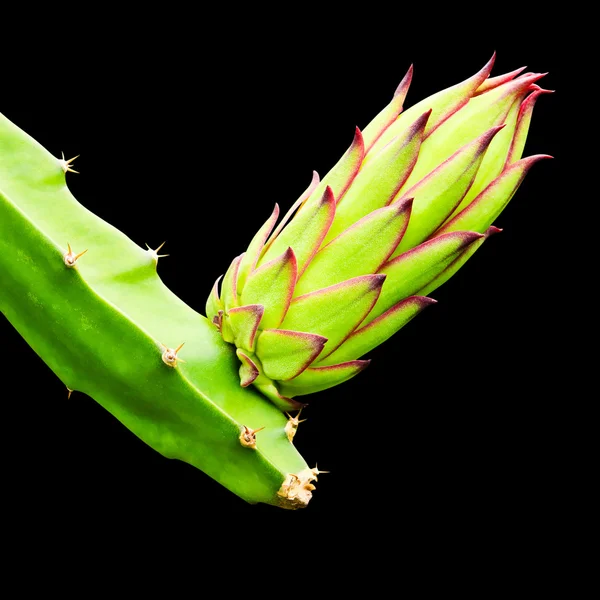 Dragon fruit bud op boom geïsoleerd op zwarte achtergrond, met clipp — Stockfoto