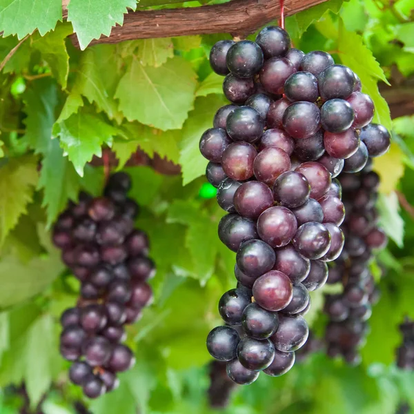 На лозе созревают гроздья винограда — стоковое фото