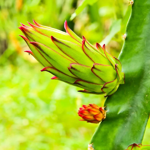 Drachenfruchtknospe auf einem Baum — Stockfoto