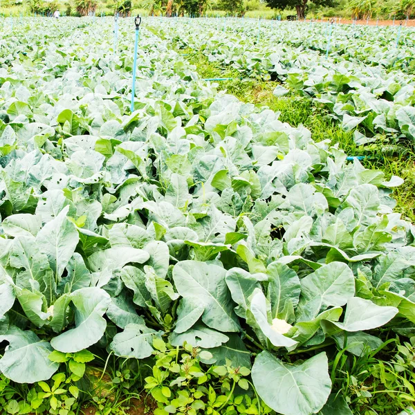 Cauliflower plant, cabbage in vegetable garden, ingredient of it — Stock Photo, Image