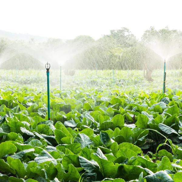 Sprinkler irrigation in cauliflower field — Stock Photo, Image