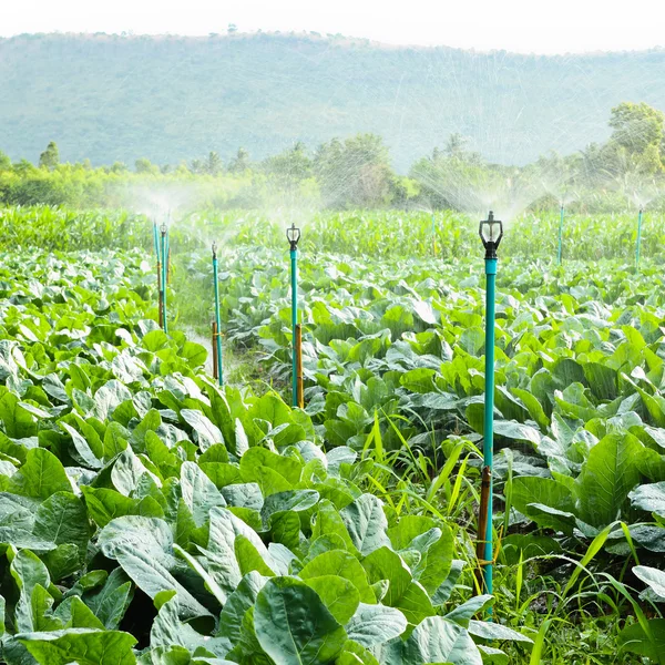 Irrigação por aspersão em campo de couve-flor — Fotografia de Stock