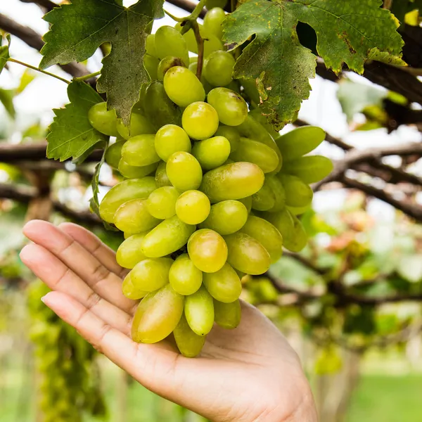 Hand holding grape tending in vineyard — Stock Photo, Image