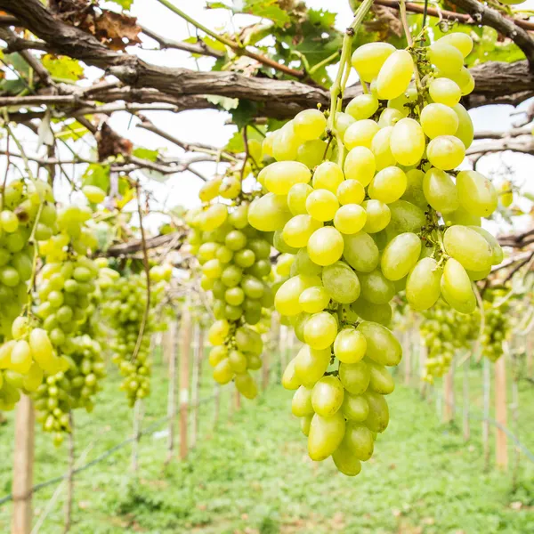 Grøn drue på vin - Stock-foto