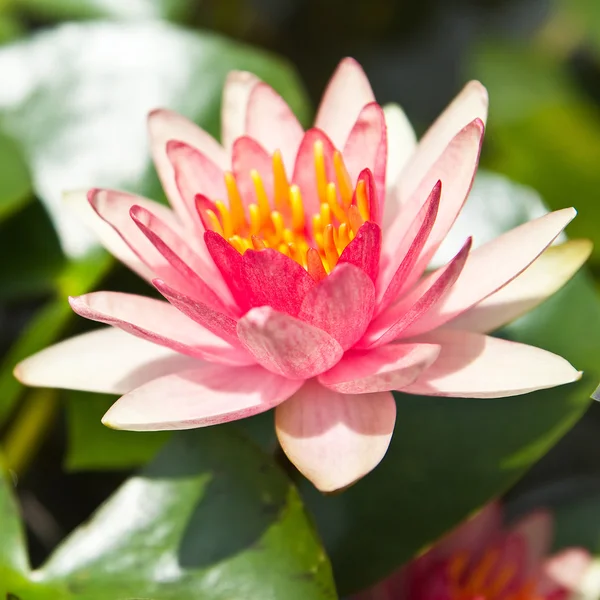 Pink Lotus in the garden - pathumthanee Thailand — Stock Photo, Image