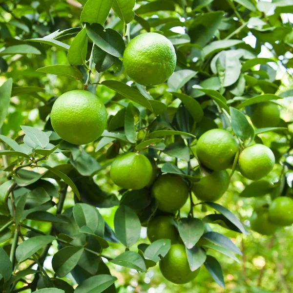 Zitronen auf Baum — Stockfoto