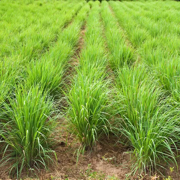 Planta de hierba de limón, noreste de Tailandia . —  Fotos de Stock