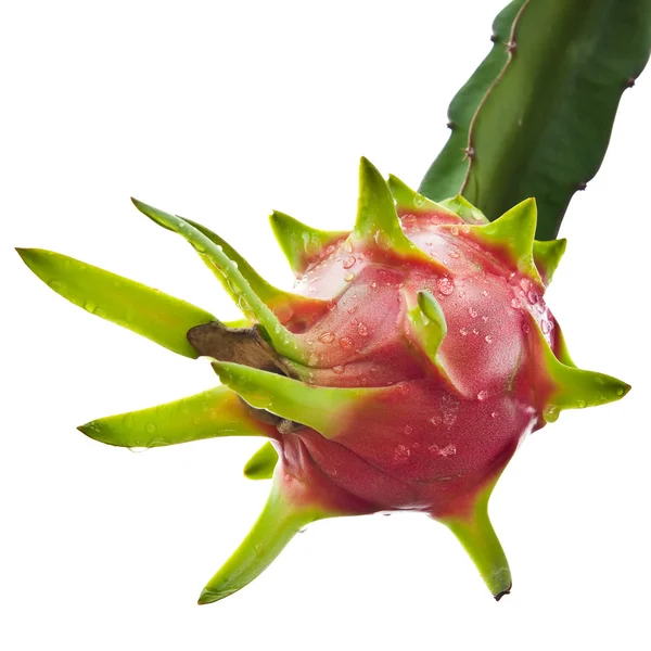 Dragon fruit op een boom isoleren op witte achtergrond — Stockfoto