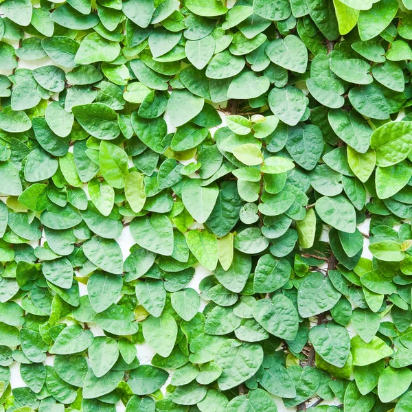 The Green Creeper Plant on the wall for background. — Stock Photo