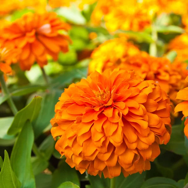 Flores de zinnia naranja en el jardín — Foto de Stock