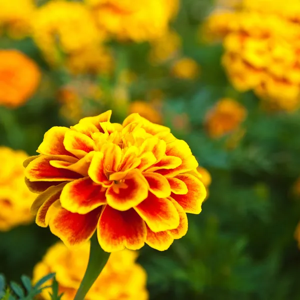 The yellow marigold — Stock Photo, Image