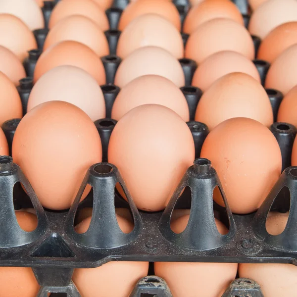 Muchos huevos marrones en cajas . — Foto de Stock