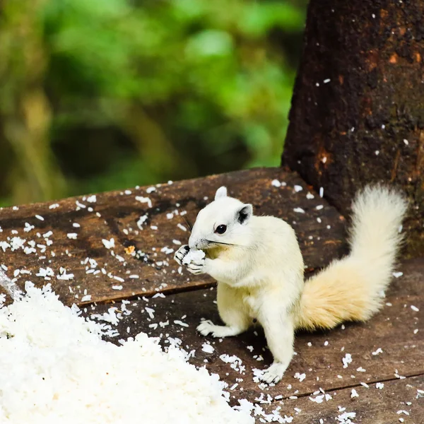 Weißes Albino-Eichhörnchen frisst Nahrung — Stockfoto