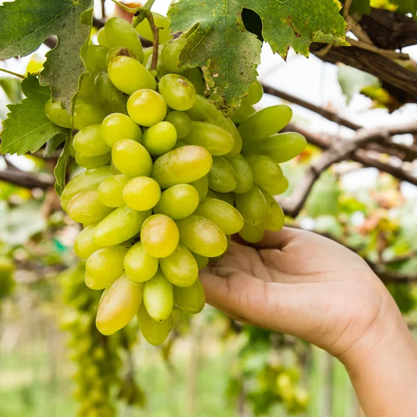 Hand holding grape tending in vineyard — Stock Photo, Image