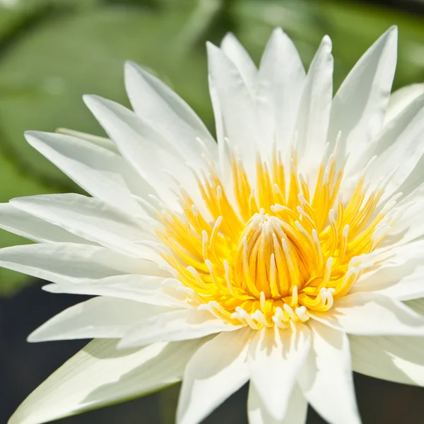 Lótus branco no jardim - pathumthanee Tailândia — Fotografia de Stock