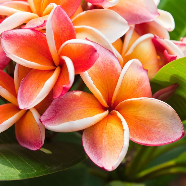 Plumeria flowers — Stock Photo, Image