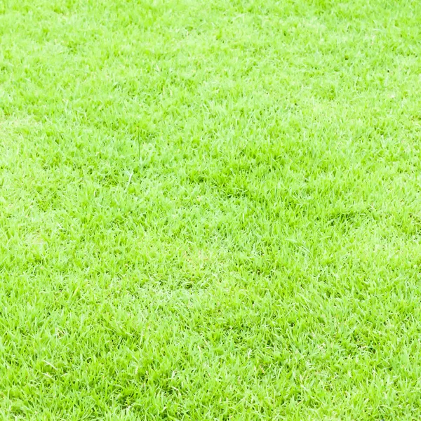 Green grass texture for web or sport — Stock Photo, Image