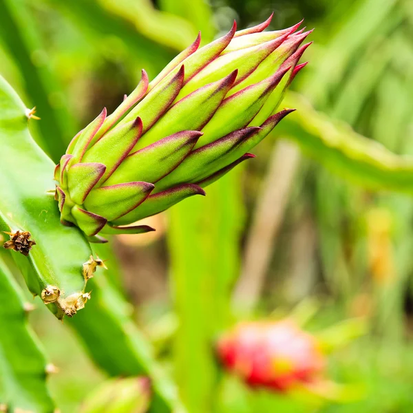 Drachenfruchtknospe auf einem Baum — Stockfoto