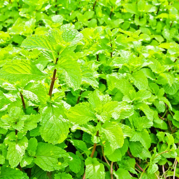 Menthe verte fraîche — Photo