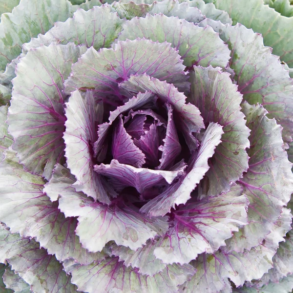 Ornamental cabbage — Stock Photo, Image