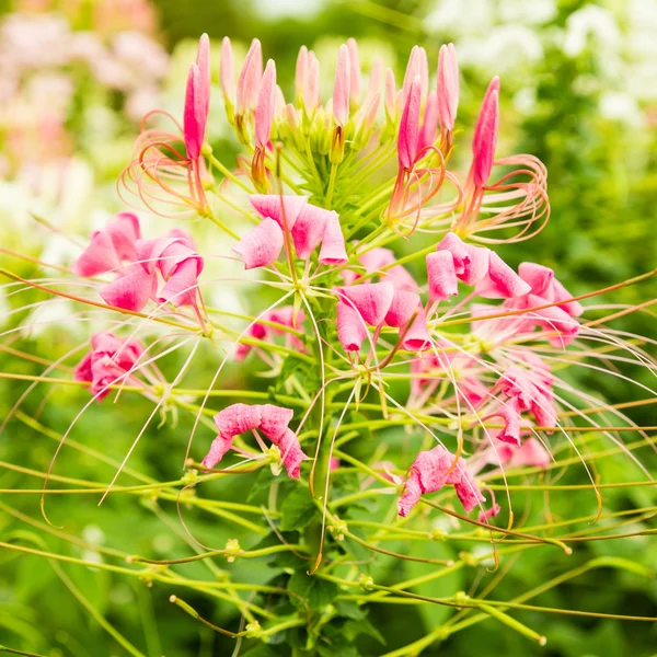 Cleome spinosa — Stock Photo, Image