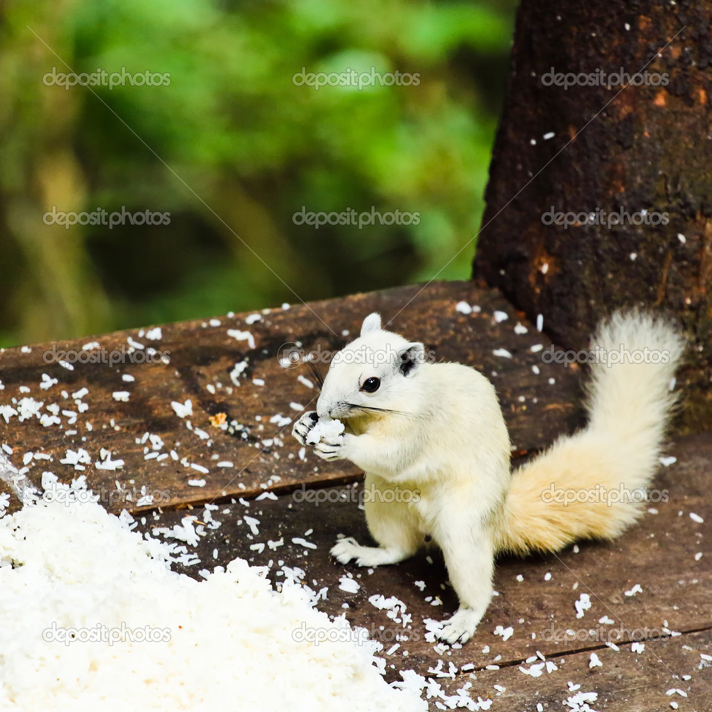White albino squirrel eating food