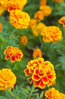 Sarı kadife çiçeği