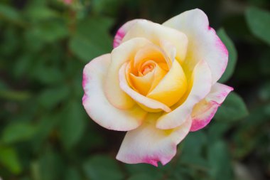 güzel üç renk gül ağacı üzerinde