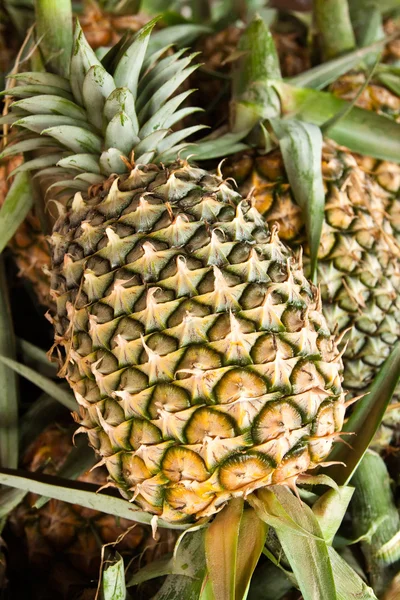 Ananas — Zdjęcie stockowe