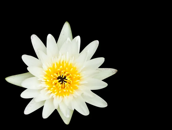 White water lilly isolated on black background,with clipping pat — Stock Photo, Image