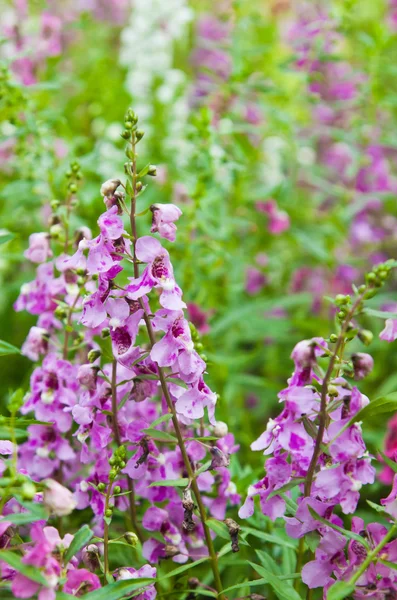 Fleur tropicale violette, abstraite pour fond — Photo