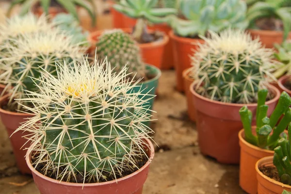 Cactus close up — Stock Photo, Image