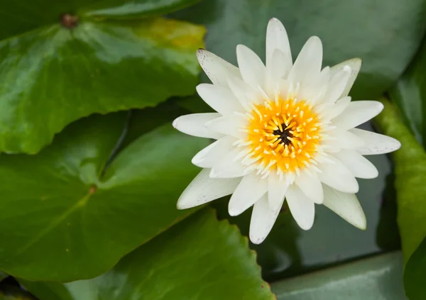 White water lilly on water background with leaves. — Stock Photo, Image