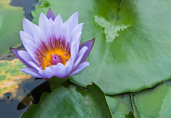 Lila de agua púrpura sobre fondo de agua con hojas . —  Fotos de Stock