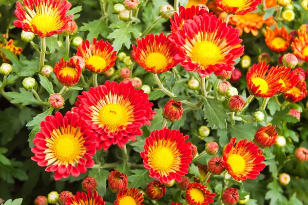 Plant of red flower — Stock Photo, Image
