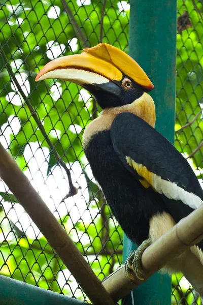 위대한 hornbill — 스톡 사진