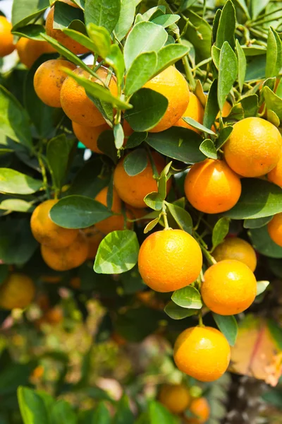 Orange på träd — Stockfoto