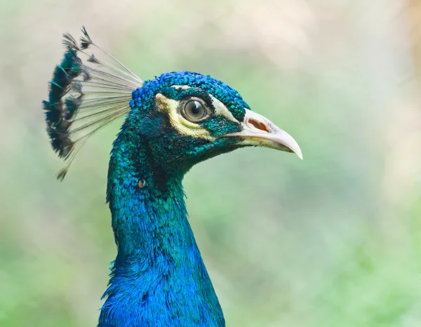 Peacock closeup — Stock Photo, Image