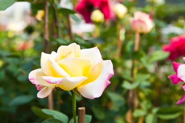 庭の木に美しい 3色バラ — ストック写真